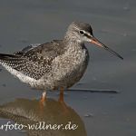 Dunkler Wasserläufer Aug 07 Isarstauseen 11 Foto W. Willner