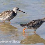 Dunkler Wasserläufer Aug 07 Isarstauseen 15 Foto W. Willner