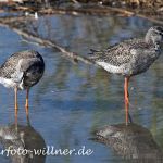 Dunkler Wasserläufer Aug 07 Isarstauseen 16 Foto W. Willner