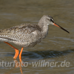 Dunkler Wasserläufer Aug 07 Isarstauseen 9 Foto W. Willner