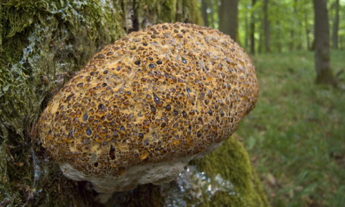 Eichen-Zungenporling (Piptoporus quercinus) 1 Foto W.Willner