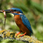 Eisvogel 20 Foto W. Willner