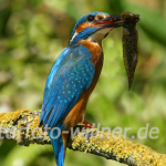 Eisvogel 34 Foto W. Willner