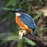 Eisvogel Foto W. Willner34