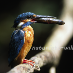 Eisvogel Foto W. Willner35