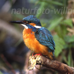 Eisvogel Foto W. Willner4