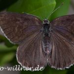 Eschen- Zipfelfalter Laeosopis roboris Foto W. Willner Naturfoto-35