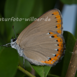 Eschen- Zipfelfalter Laeosopis roboris Foto W. Willner Naturfoto-6