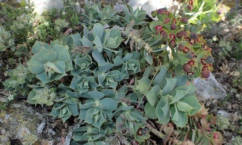 Euphorbia myrsinites Foto W. Willner P5020046