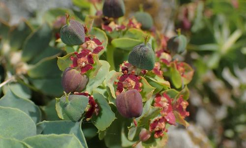 Euphorbia myrsinites Foto W. Willner P5020050