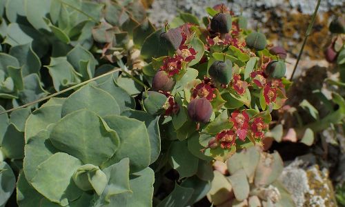 Euphorbia myrsinites Foto W. Willner P5020052