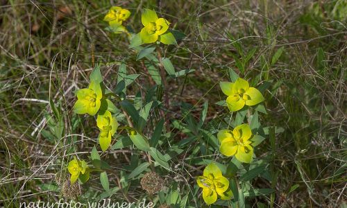 Euphorbia nicaeensis Foto W. Willner IMG_8538