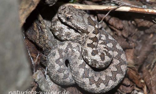 Europäische Hornotter (Vipera ammodytes) Foto W.Willner Naturfoto WillnerNaturfoto WillnerRumänien Foto W. WillnerIMG_8514