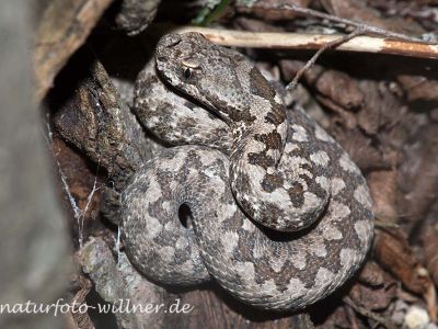 Europäische Hornotter (Vipera ammodytes) Foto W.Willner Naturfoto WillnerNaturfoto WillnerRumänien Foto W. WillnerIMG_8514
