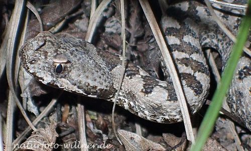 Europäische Hornotter (Vipera ammodytes) Foto W.Willner P5020123