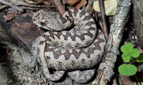 Europäische Hornotter (Vipera ammodytes) Foto W.Willner P5020133