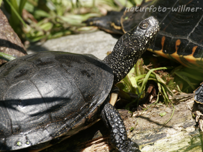 Europäische Sumpfschildkröte 20 Foto W. Willner