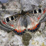 Falscher Apollofalter 4 Foto W. Willner