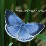 Faulbaumbläuling Weibchen (Celastrina argiolus) 5 Foto W. Willner