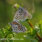 Fetthennenbläuling 23 (Scolitantides orion) Foto W. Willner