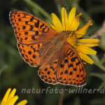 Feuriger Perlmutterfalter (Fabriciana adippe) 15 Foto W. Willner