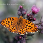 Feuriger Perlmutterfalter (Fabriciana adippe) 33 Foto W. Willner