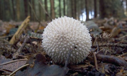 Flachenbovist Lycoperdon perlatum Foto W. Willner 5