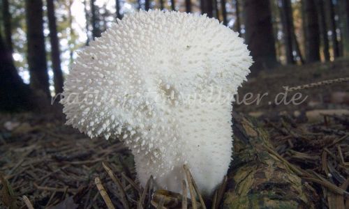 Flachenbovist Lycoperdon perlatum Foto W. Willner 7