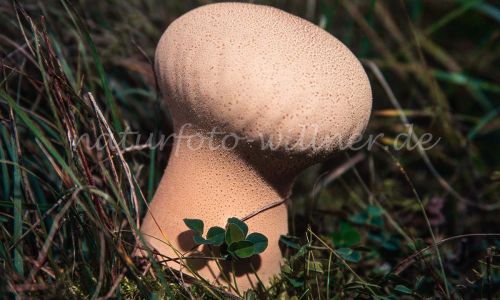 Flaschenbovist Lycoperdon perlatum Foto W. Willner_7971