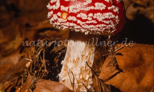 Fliegenpilz Amanita muscaria Foto W. Willner_7871