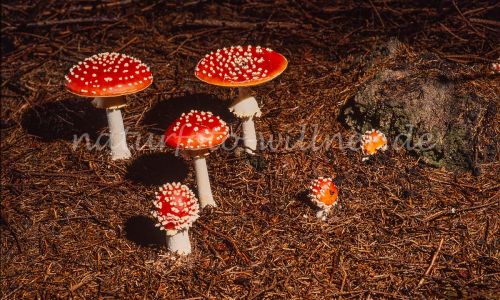 Fliegenpilz Amanita muscaria Foto W. Willner_7875