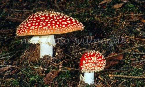 Fliegenpilz Amanita muscaria Foto W. Willner_7912