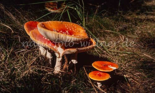 Fliegenpilz Amanita muscaria Foto W. Willner_7962
