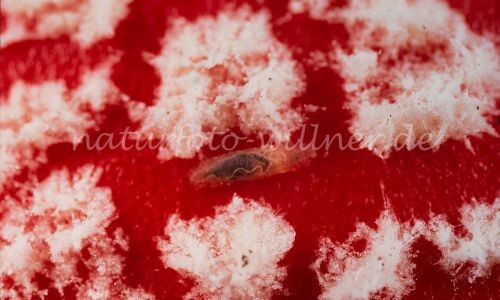 Fliegenpilz Amanita muscaria Pilzfliegenlarve Foto W. Willner_7957