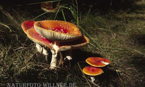 Fliegenpilz Foto W. Willner 4