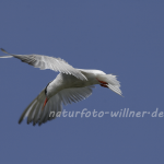 Flusseeschwalbe 20 Foto W. Willner