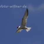 Flusseeschwalbe 25 Foto W. Willner