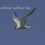 Flusseeschwalbe 27 Foto W. Willner