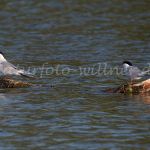 Flussseeschwalbe Hirundo rustica Naturfoto Willner DSC_1778
