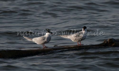 Flussseeschwalbe Hirundo rustica Naturfoto Willner DSC_1988