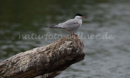 Flussseeschwalbe Hirundo rustica Naturfoto Willner DSC_2374