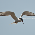 Flussseeschwalbe (Sterna hirundo) Foto W. Willner-10