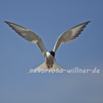 Flussseeschwalbe (Sterna hirundo) Foto W. Willner-46