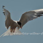 Flussseeschwalbe (Sterna hirundo) Foto W. Willner-7