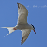 Flussseeschwalbe (Sterna hirundo) Foto W. Willner-72