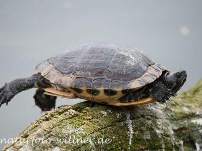 Gelbbauch-Schmuckschildkröte (Trachemys scripta scripta), auch Gelbwangen-Schmuckschildkröte Foto W. Willner_4943