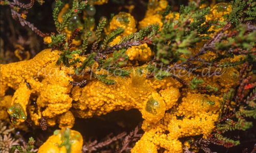 Gelbe Lohblüte, Schleimpilz Fulgio septica Foto W. Willner_7968