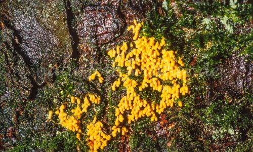 Gelbe Lohblüte, Schleimpilz Fulgio septica Foto W. Willner_8007