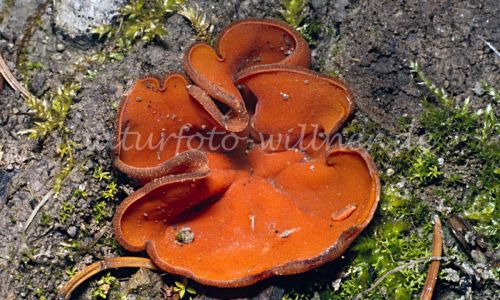 Gemeine Orangebecherling oder Orangeroter Becherling (Aleuria aurantia) Foto W. Willner 221