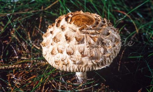 Gemeine Safranschirmling, Safran-Riesenschirmpilz (Chlorophyllum rachodes, Macrolepiota rachodes) Foto W. Willner_7885
